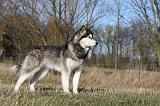 ALASKAN MALAMUTE 894